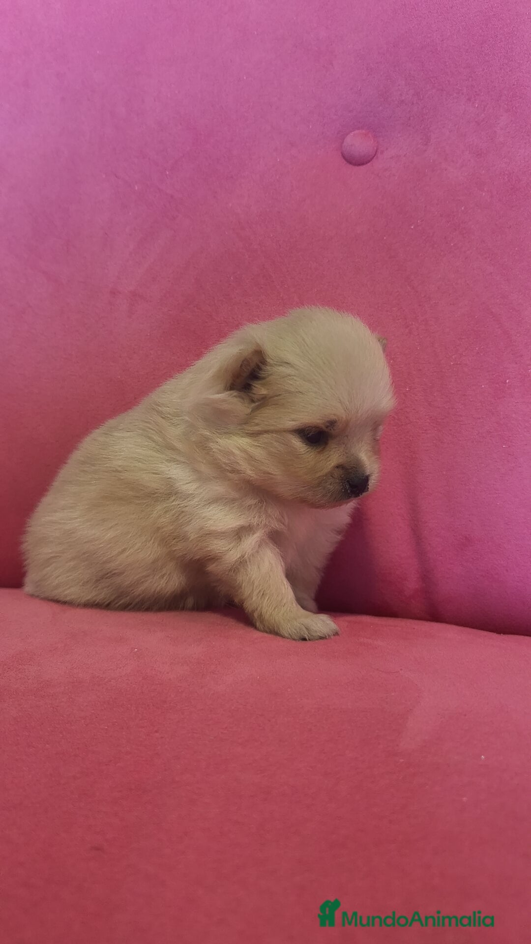 Pomerania perros en venta: Lulú Pomerania hembra y macho  - Anuncio 8