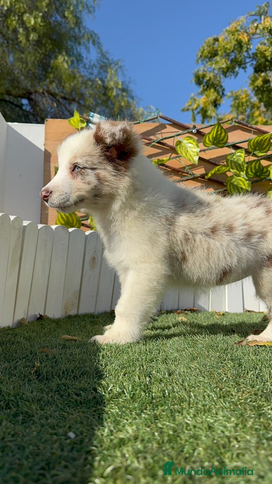 Border Collie perros en venta: BORDER COLLIE - Anuncio 26