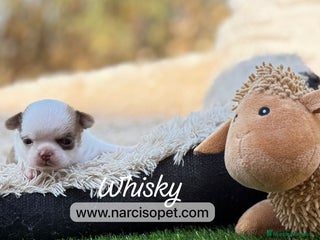 Chihuahua perros - Anuncio 37