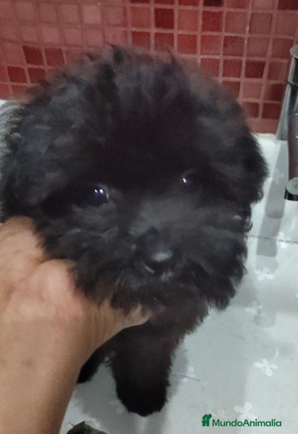 Caniche Toy perros Caniches Toy Macho - Anuncio 9