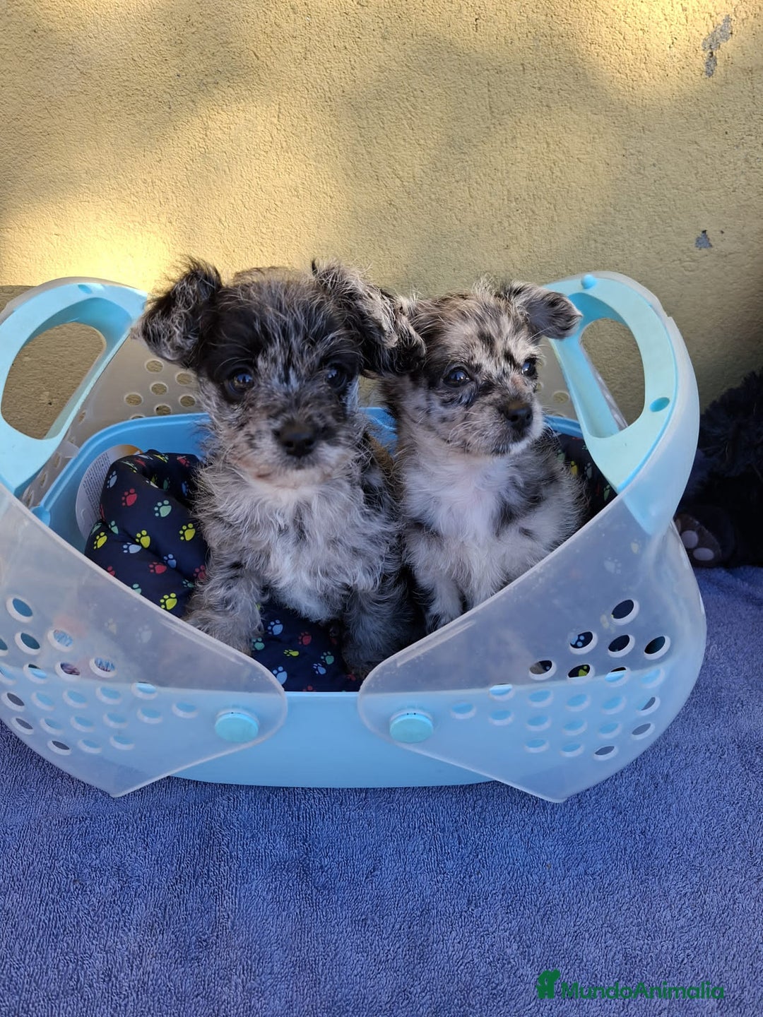 Raza Mixta perros en venta: Chipoo merles - Anuncio 3