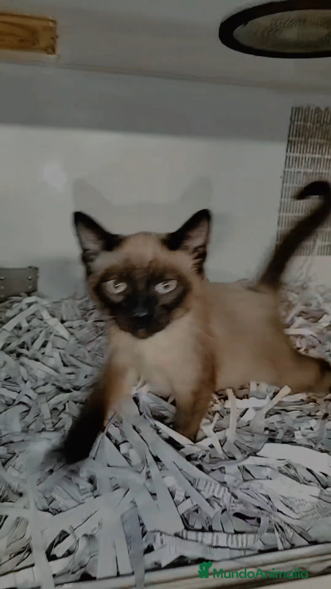 Siamés gatos en venta: Siamés  - Imagen 1