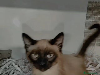 Siamés gatos - Anuncio 1