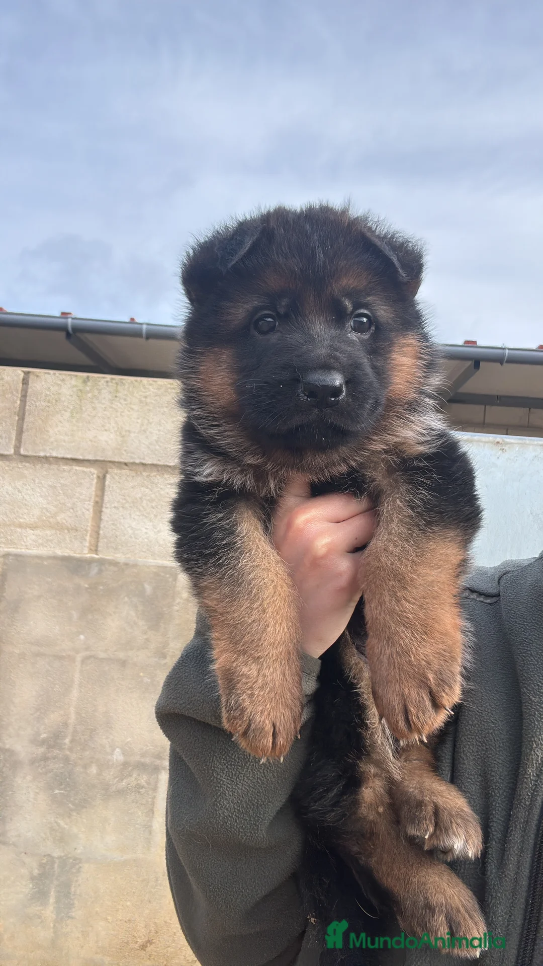Pastor Alemán perros en venta: CACHORROS DE PASTOR ALEMAN - Anuncio 5