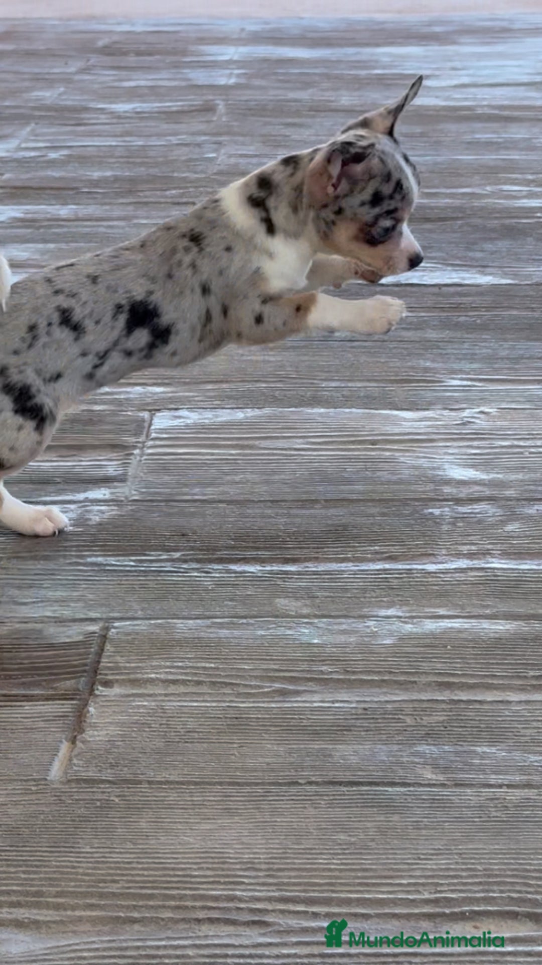 Chihuahua perros en venta: 🌟 Merlé, chocolate y elegancia total 🍫 - Imagen 7
