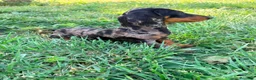 Teckel Miniatura perros en venta: Teckel miniatura  - Anuncio 8