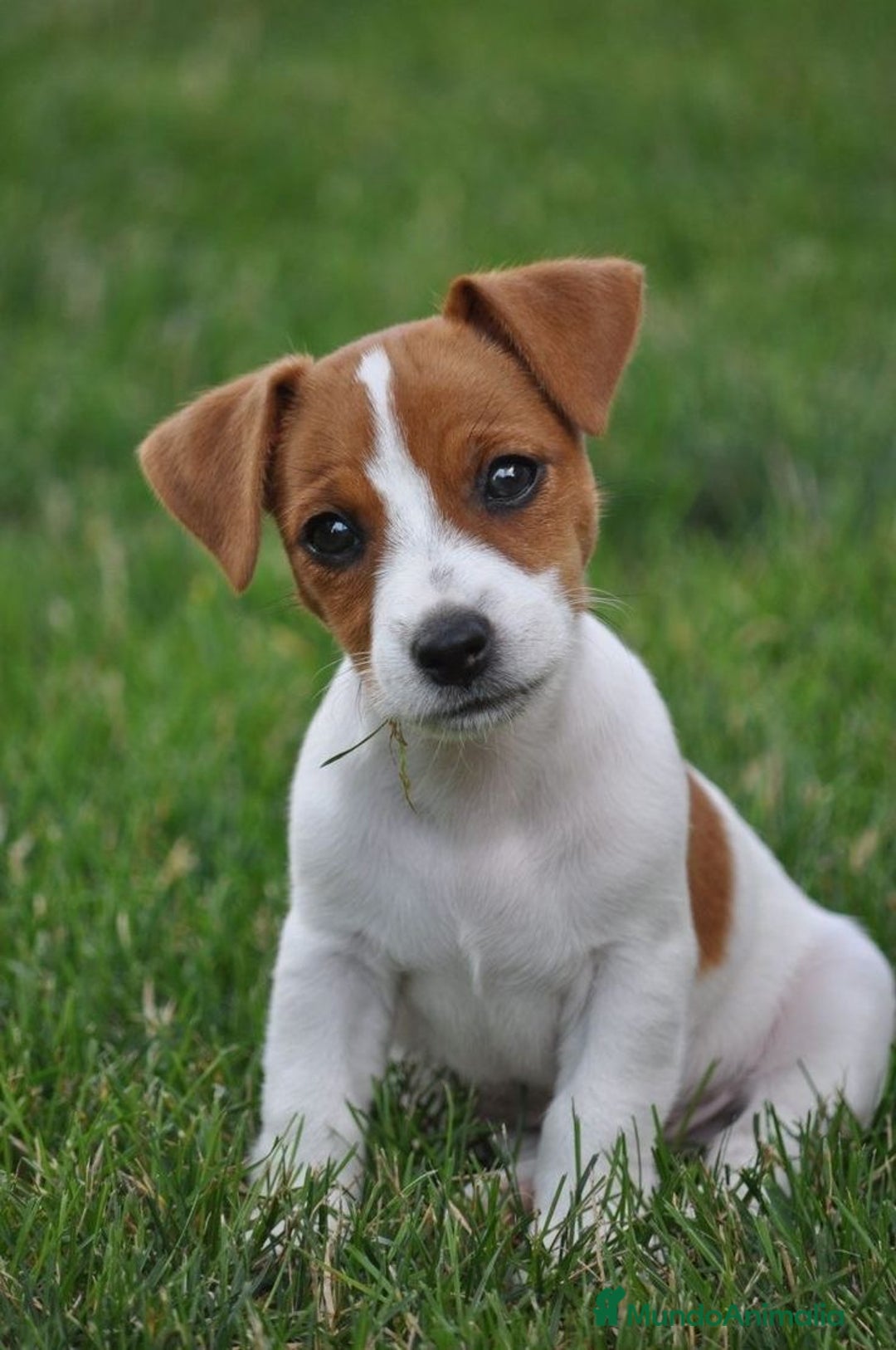 Jack Russell Terrier perros en venta: Jack Russell listos para ser tu compañía ideal 🐾 - Anuncio 4