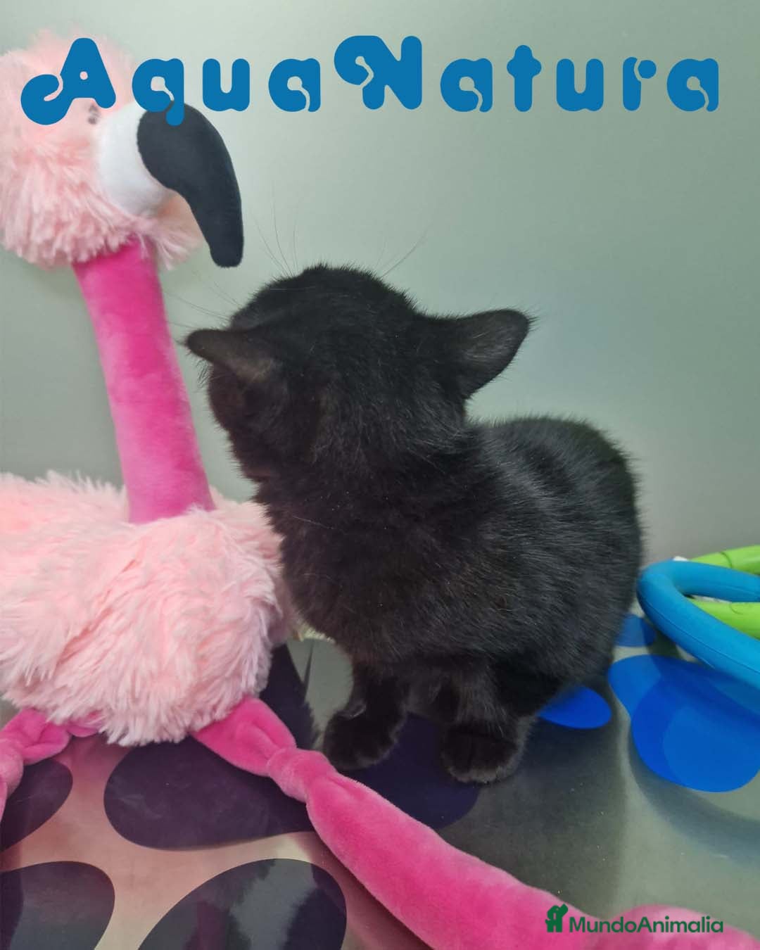 Británico de Pelo Corto gatos British Shorthair Hembra 1735 AQUANATURA - Anuncio 2