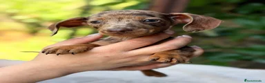 Teckel Miniatura Cachorro 1