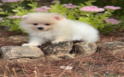Pomerania perros en venta: Pomerania macho  - Imagen 3