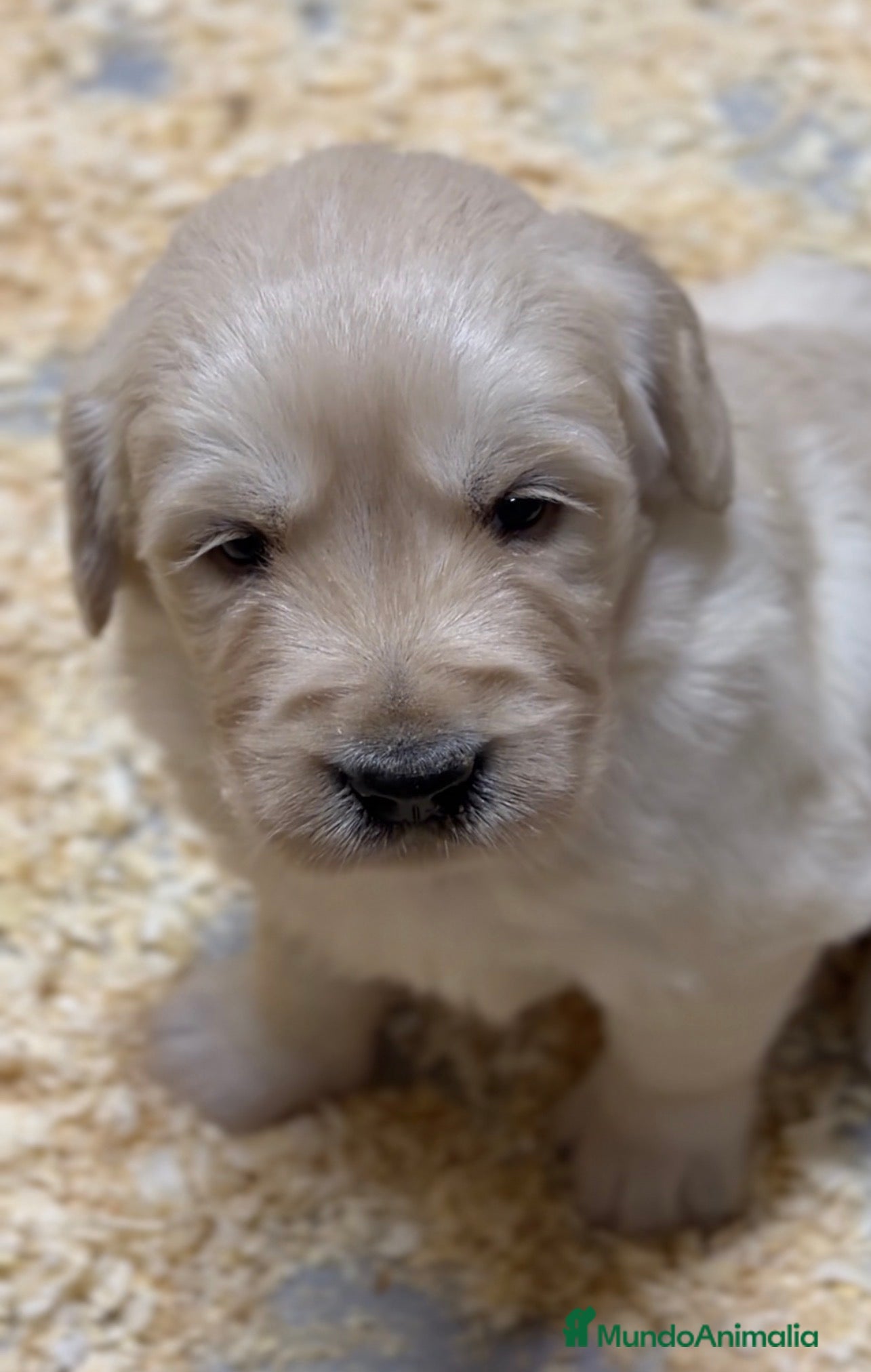 Golden Retriever perros Golden hembra  - Anuncio 13