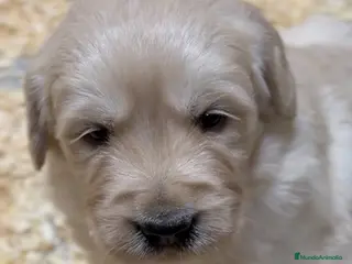 Golden Retriever perros Golden hembra - Anuncio 11