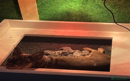 Bulldog Francés perros en venta: Bulldog francés  - Imagen 5