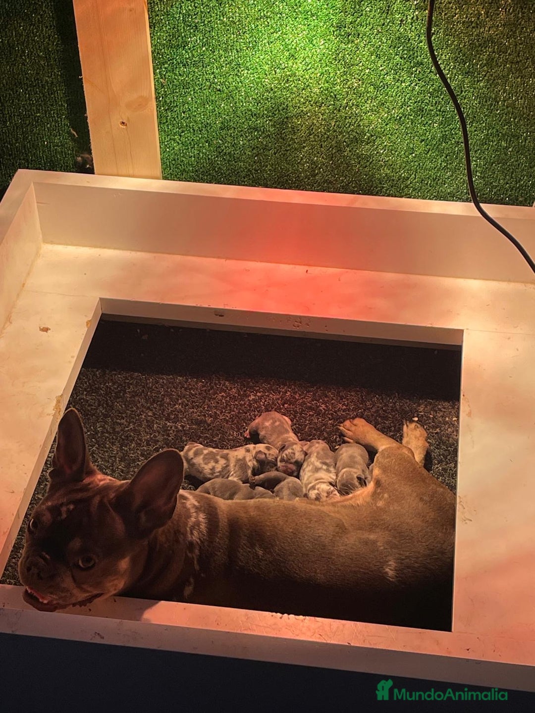 Bulldog Francés perros en venta: Bulldog francés  - Imagen 5