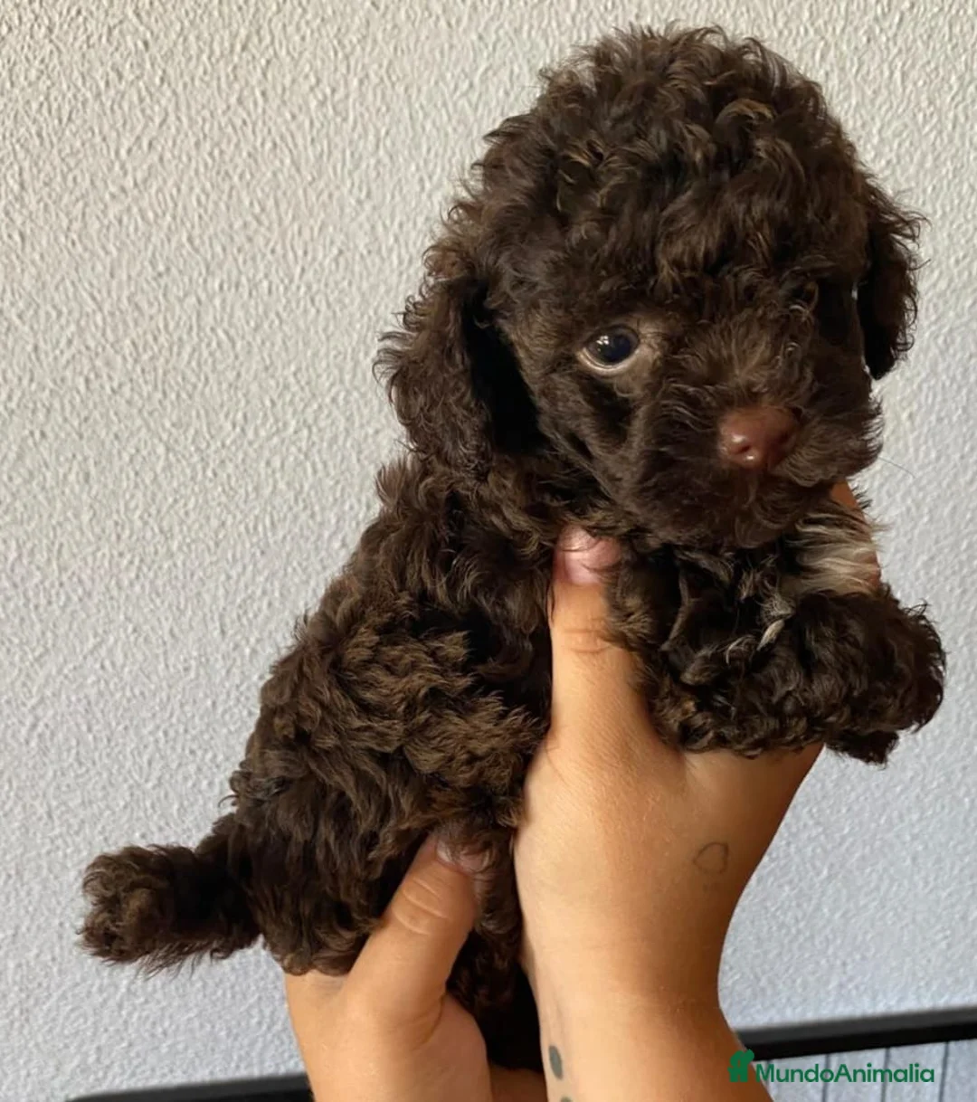 Caniche Toy perros en venta: Caniche toy chocolate - Anuncio 1