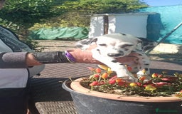 Dálmata perros en venta: Dalmata  - Anuncio 4