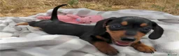 Teckel Miniatura perros en venta: Cachorros de Teckel Mini - Anuncio 11