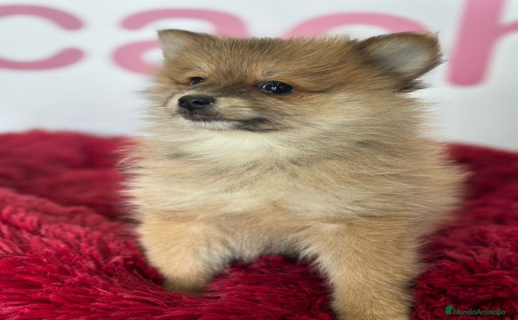 Pomerania perros - Anuncio 3