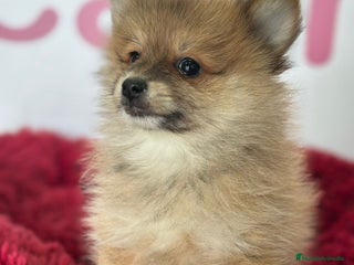 Pomerania perros - Anuncio 23