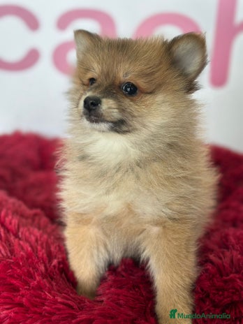 Pomerania perros - Anuncio 3