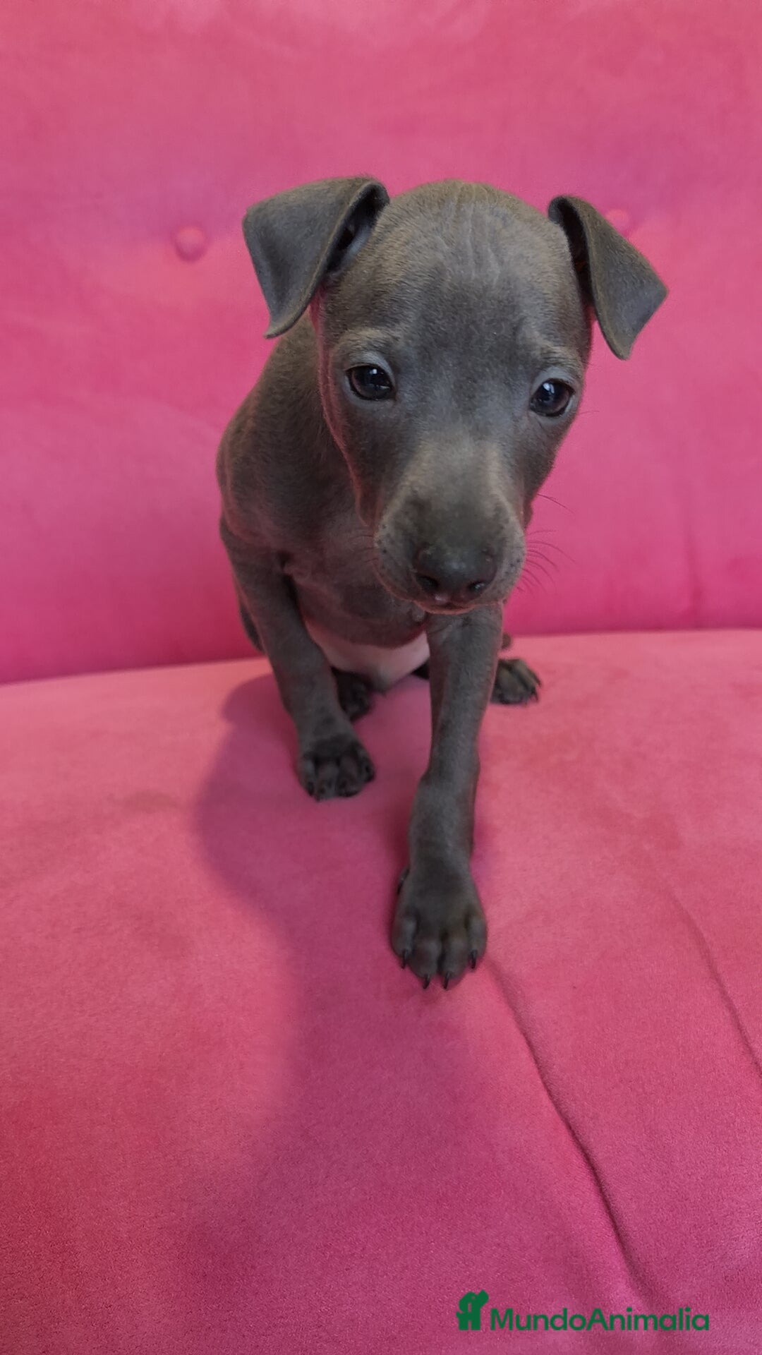 Pequeño Lebrel Italiano perros en venta: Piccolo Gris blue y Isabello Machos - Anuncio 6