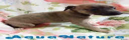 Pequeño Lebrel Italiano perros en venta: Lebrel Italiano Hembra 1833 AQUANATURA - Anuncio 3
