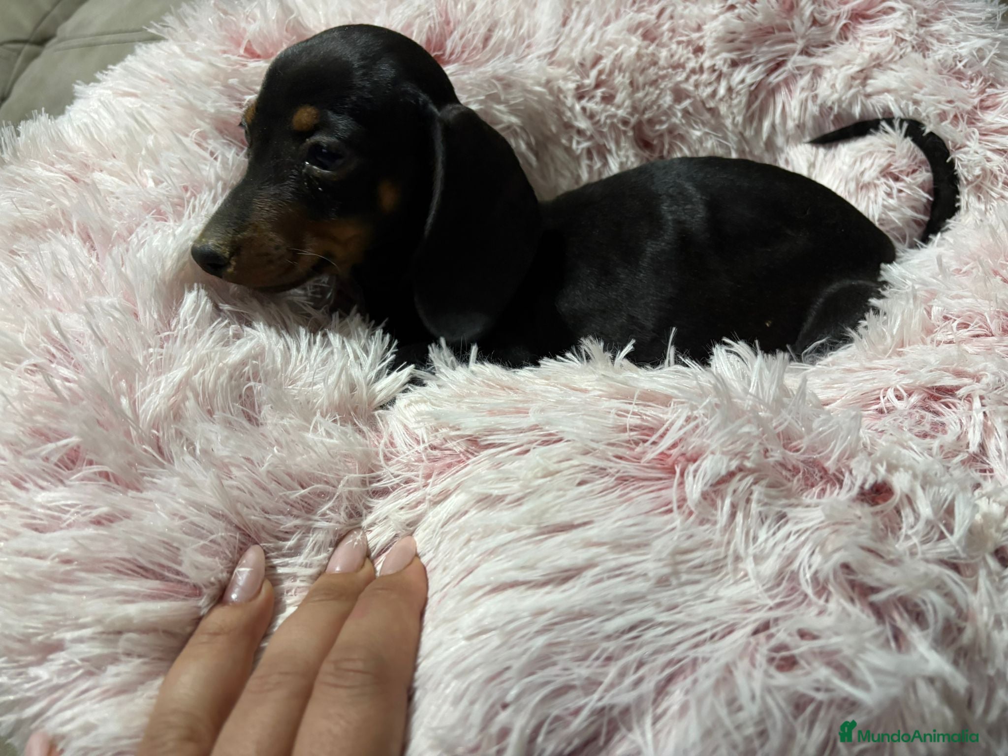 Teckel perros Teckel kanichen  - Anuncio 2