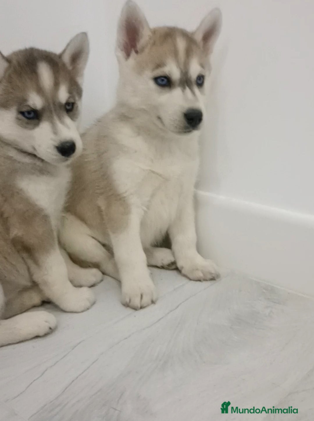 Husky Siberiano perros en venta: Cachorros husky siberianos  - Anuncio 4