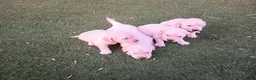 Golden Retriever perros en venta: Golden retriever  - Anuncio 3