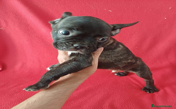 Bulldog Francés perros - Anuncio 3