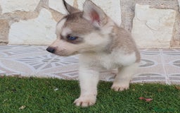 Husky Siberiano perros en venta: Encantadores cachorros Husky Siberiano  - Imagen 6