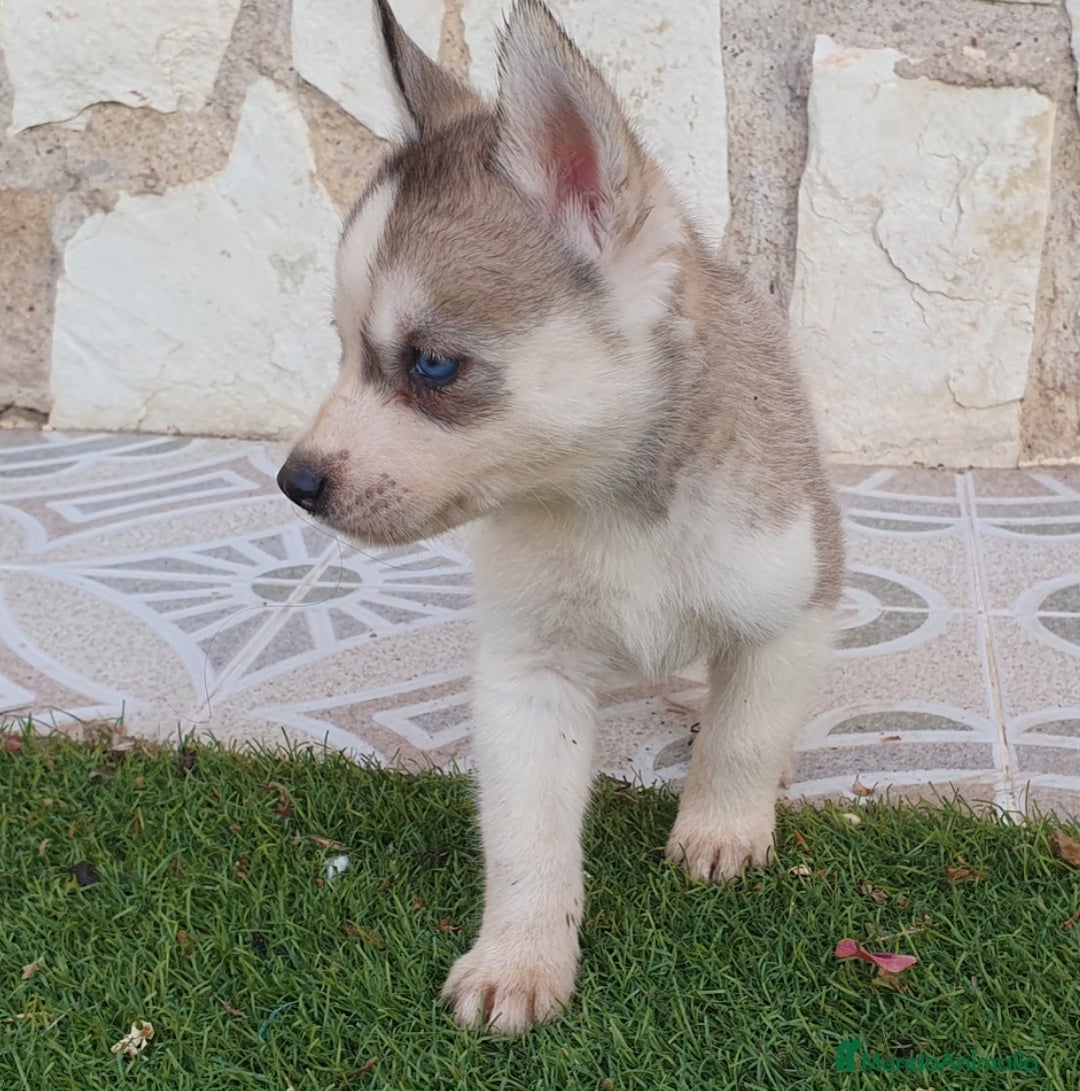Husky Siberiano perros en venta: Encantadores cachorros Husky Siberiano  - Imagen 6