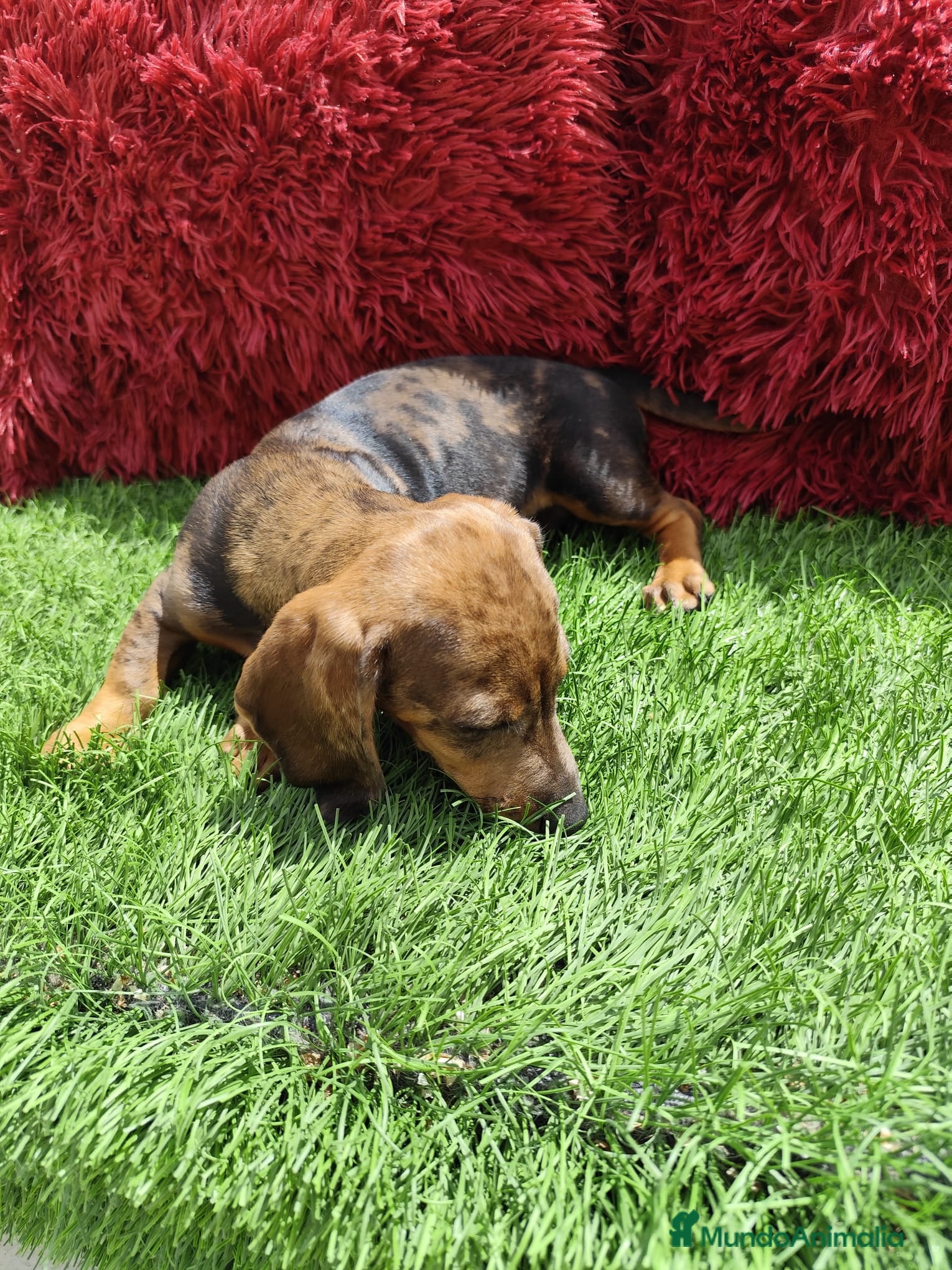 Teckel Miniatura perros Teckel Miniatura merle - Anuncio 4