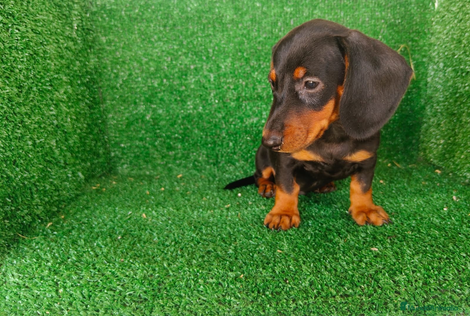 Teckel Miniatura perros teckel miniatura - Anuncio 1