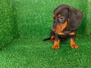 Teckel Miniatura perros teckel miniatura - Anuncio 1