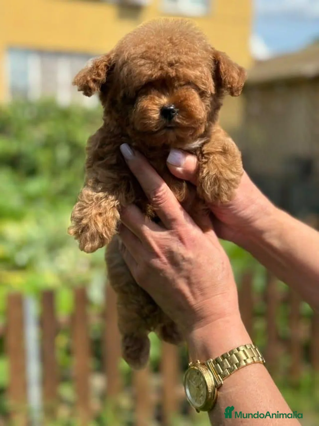 Caniche Toy perros en venta: Caniche toy ultimo macho de la camada - Anuncio 4