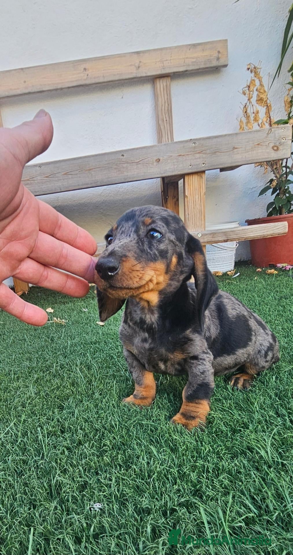 Teckel perros Teckel cachorros  - Anuncio 1