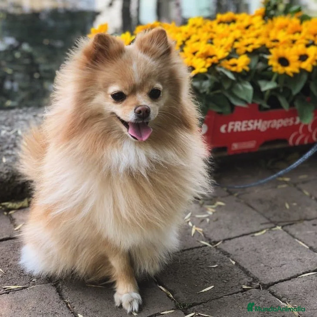 Pomerania perros en venta: CAMADA DE POMERANIA en Madrid - Anuncio 2
