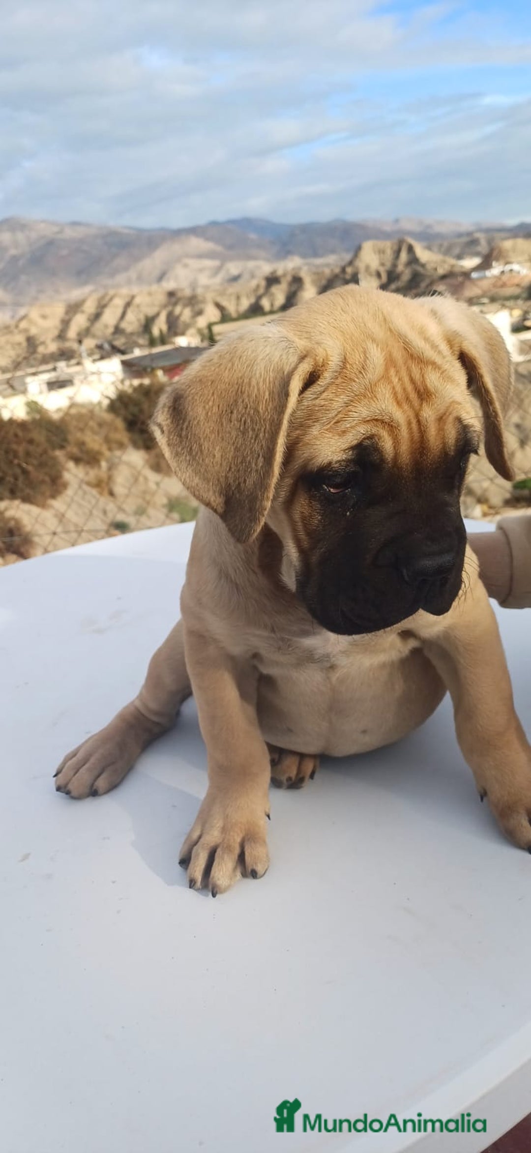 Cane Corso perros en venta: Cane Corso  - Anuncio 8