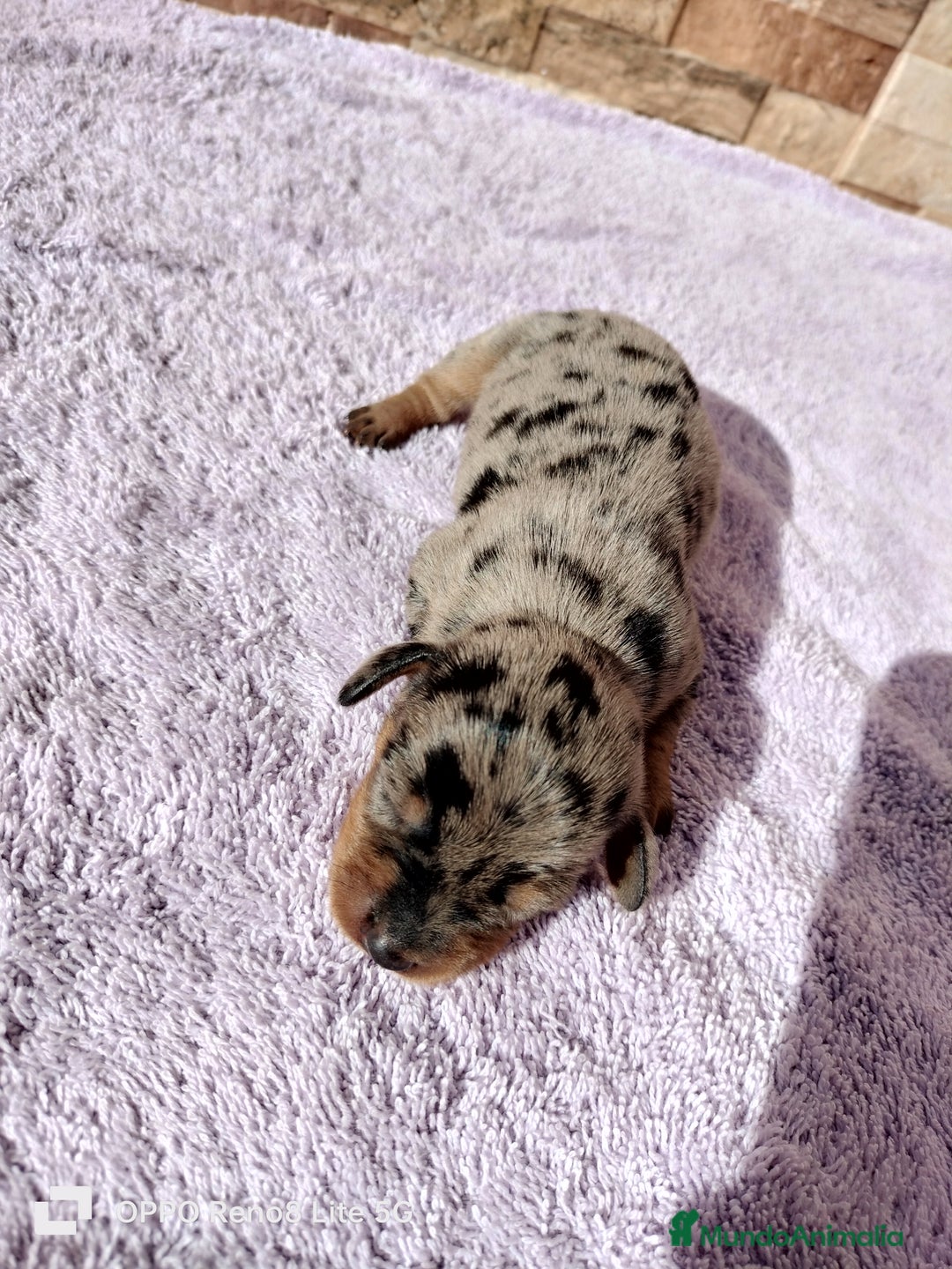 Teckel Miniatura perros en venta: Disponibles cachoros de teckel arlequines  - Anuncio 6