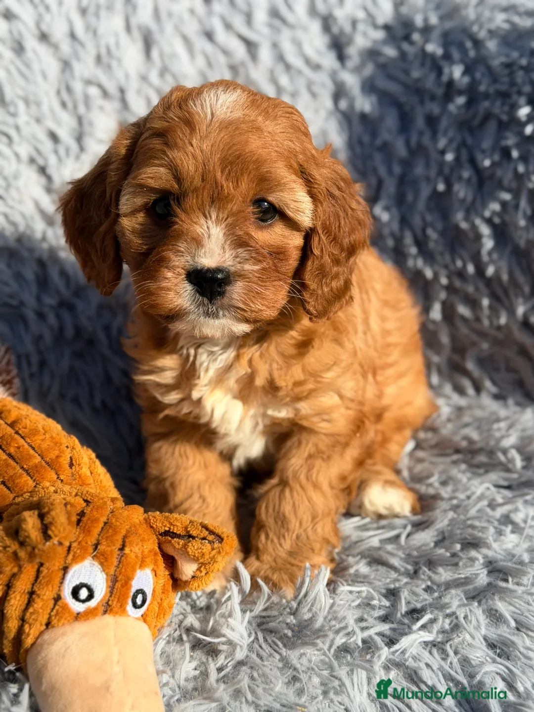Cavapoo perros en venta: Cavapoo hembra  - Anuncio 2