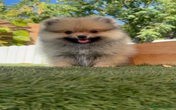 Pomerania perros en venta: POMERANIA - Imagen 5