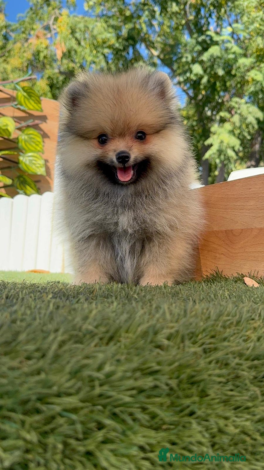 Pomerania perros en venta: POMERANIA - Imagen 5