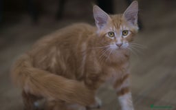 Maine Coon gatos en venta: Maine Coon Naranja Macho - Imagen 5