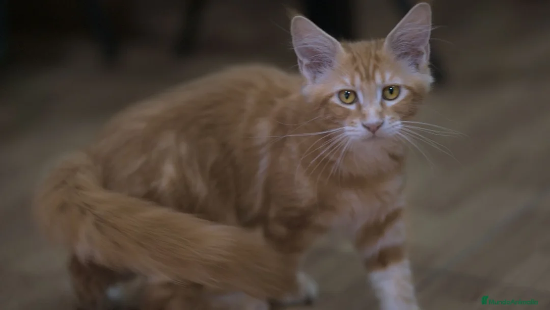 Maine Coon gatos en venta: Maine Coon Naranja Macho - Anuncio 5