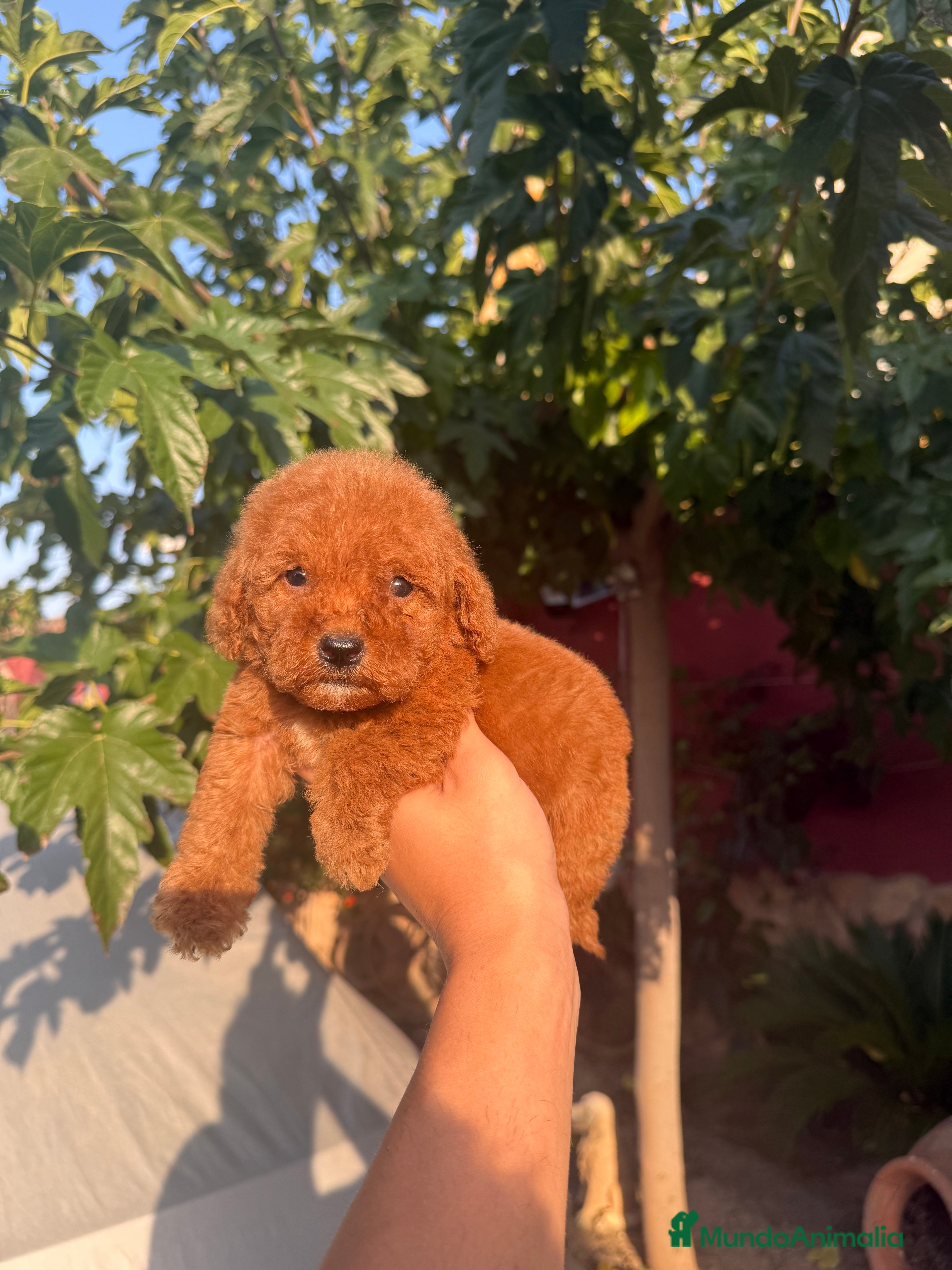 Caniche Toy perros Caniche toy - Anuncio 1