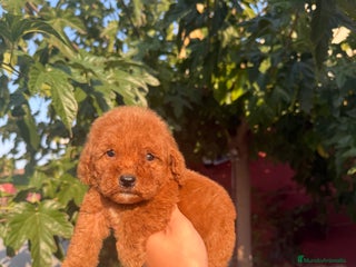 Caniche Toy perros Caniche toy - Anuncio 1