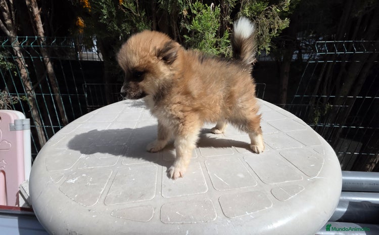 Spitz pequeño - Kleinspitz perros - Anuncio 3