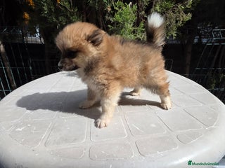 Spitz pequeño - Kleinspitz perros - Anuncio 17