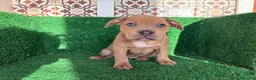 American Pit Bull Terrier perros en venta: pitbull - Anuncio 15
